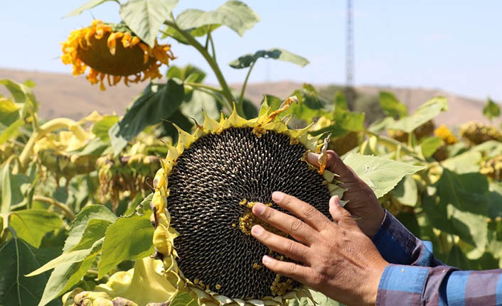 Ayçiçeği tohumları Amasya’da yetişiyor