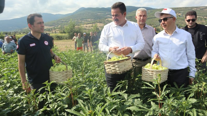 Amasya’nın tescilli bamyasında hasat başladı