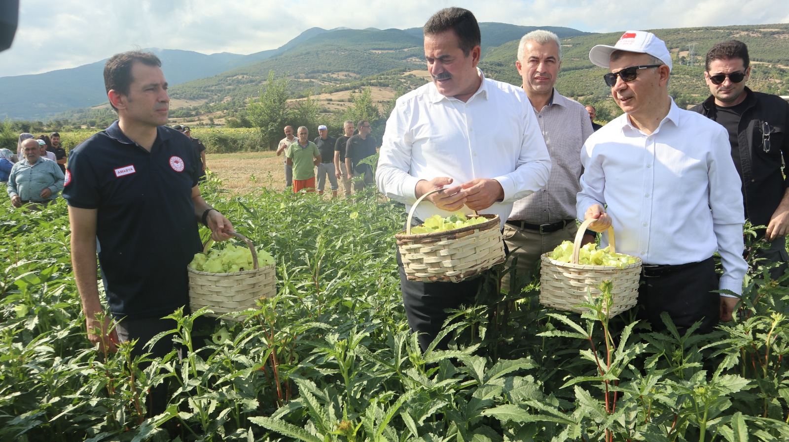 Amasya’nın tescilli bamyasında hasat başladı